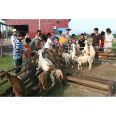 ジョホールバル発　専用車で巡る山羊の牧場“UKファーム”観光オプショナルツアー/UK Farm optional tour